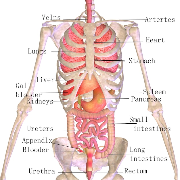 Photo 3d illustration of male digestive system human anatomy