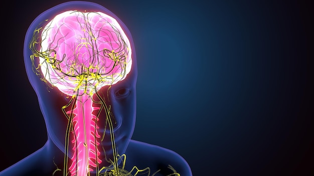 3d illustration of male human body skeleton with brain nerves system anatomy