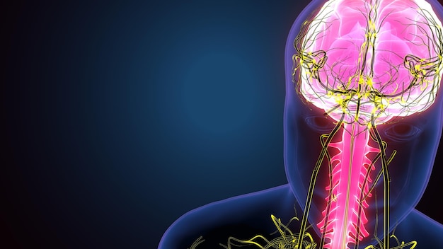 3d illustration of male human body skeleton with brain nerves system anatomy