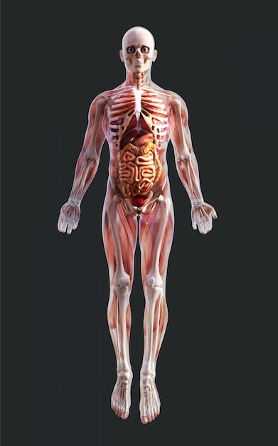 Photo 3d illustration of a male skeleton muscle system, bone and digestive system with clipping path