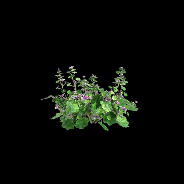 3d illustration of Malva sylvestris bush isolated black background