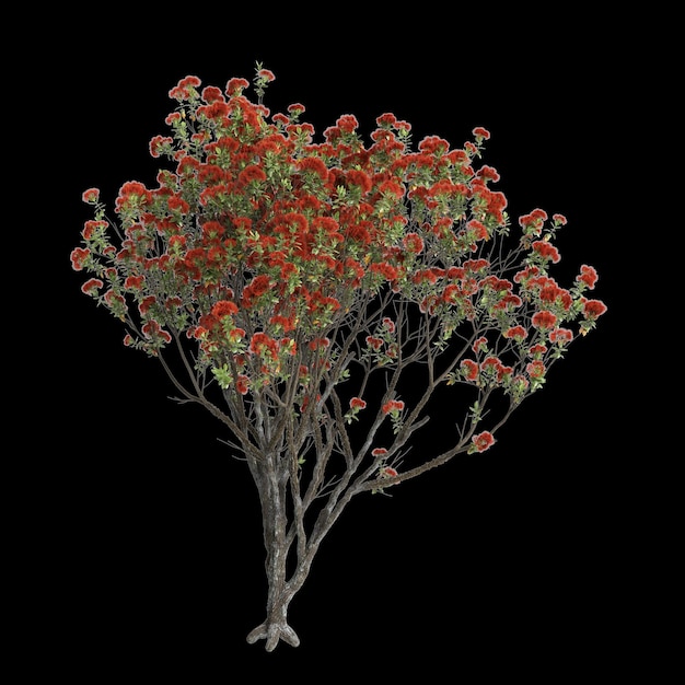 Photo 3d illustration of metrosideros excelsa tree isolated on black background