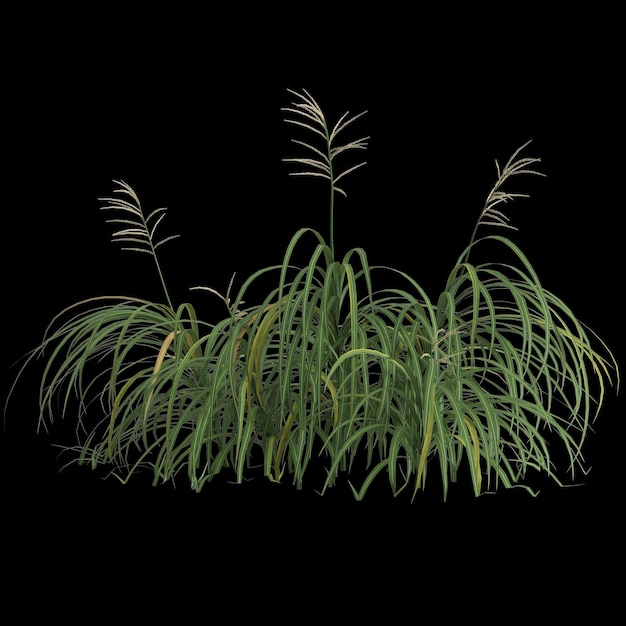 3d illustration of miscanthus bush isolated on black background