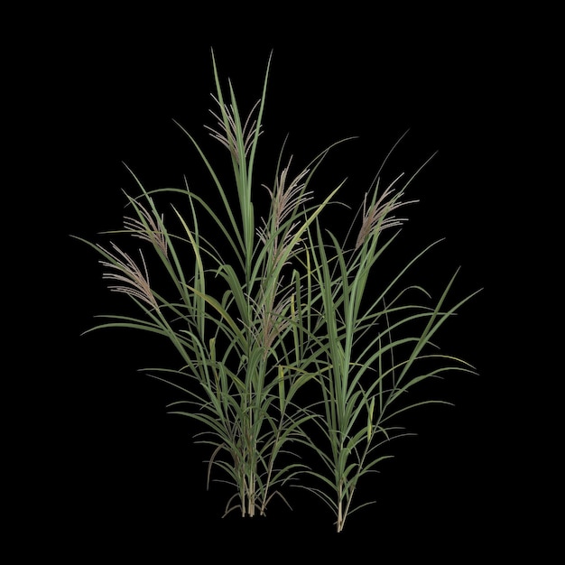 검은 배경에 고립 된 miscanthus giganteus 부시의 3d 일러스트