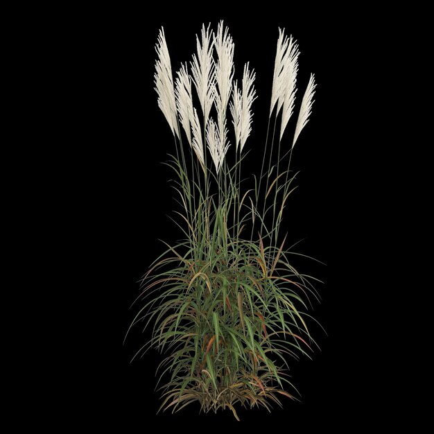 검은 배경에 고립 된 miscanthus sacchariflorus 부시의 3d 일러스트