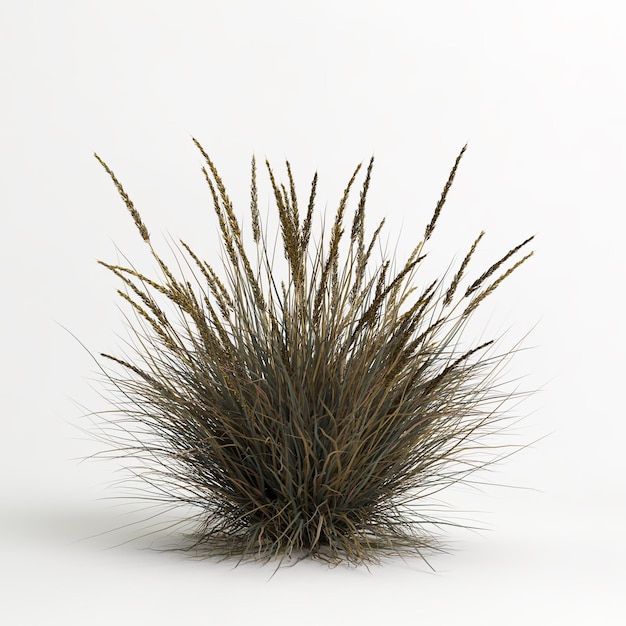 白いまざってに分離された Muhlenbergia rigens 草の 3 d イラストレーション