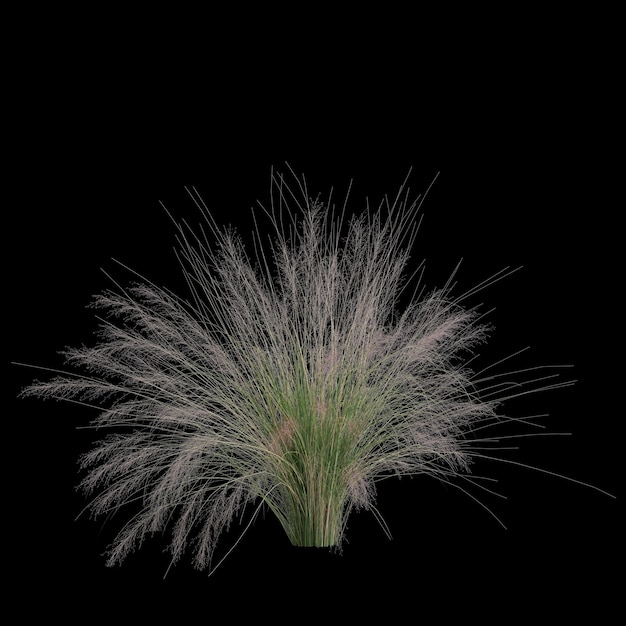 3d illustration of muhly bush isolated on black background