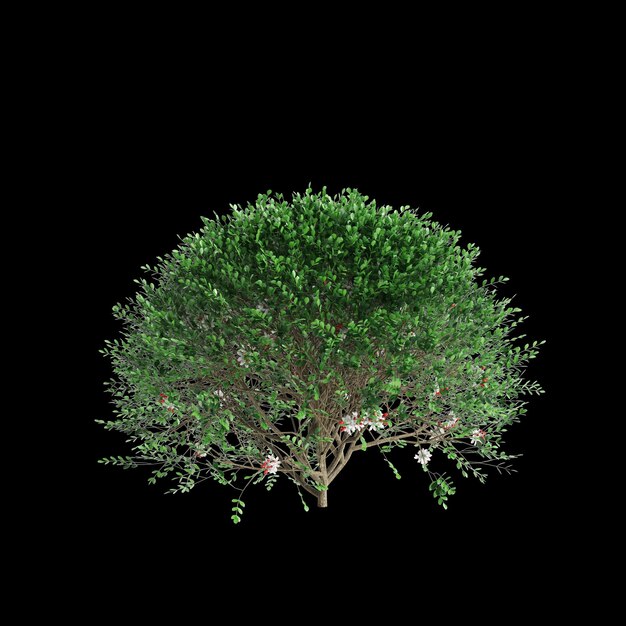 Photo 3d illustration of murraya paniculata bush isolated on black background