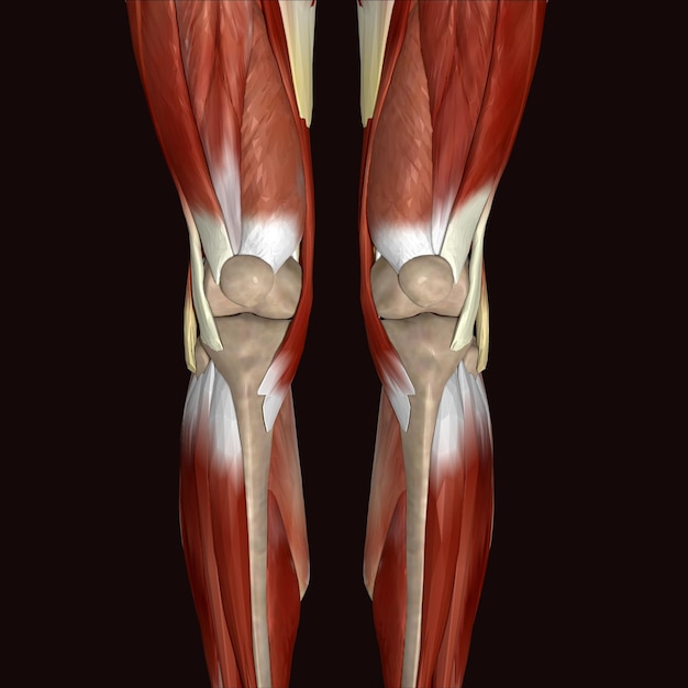 Photo a 3d illustration of the muscles of the leg