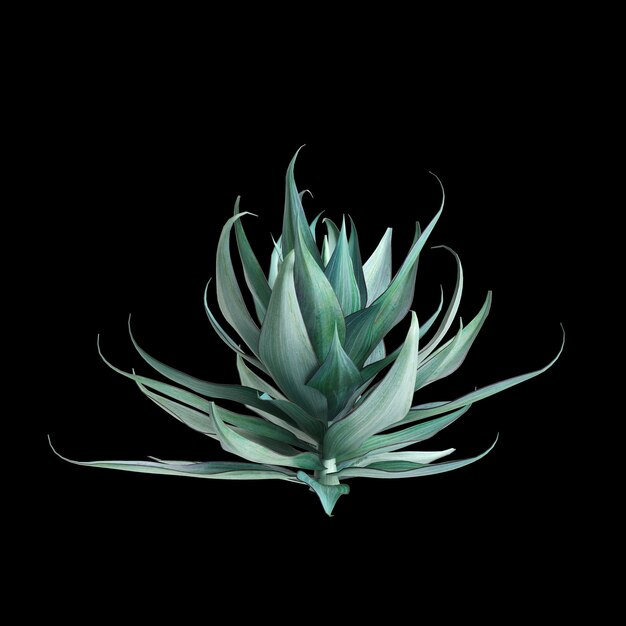 Фото 3d-иллюстрация куста agave shawii x attenuata, изолированного на черном фоне