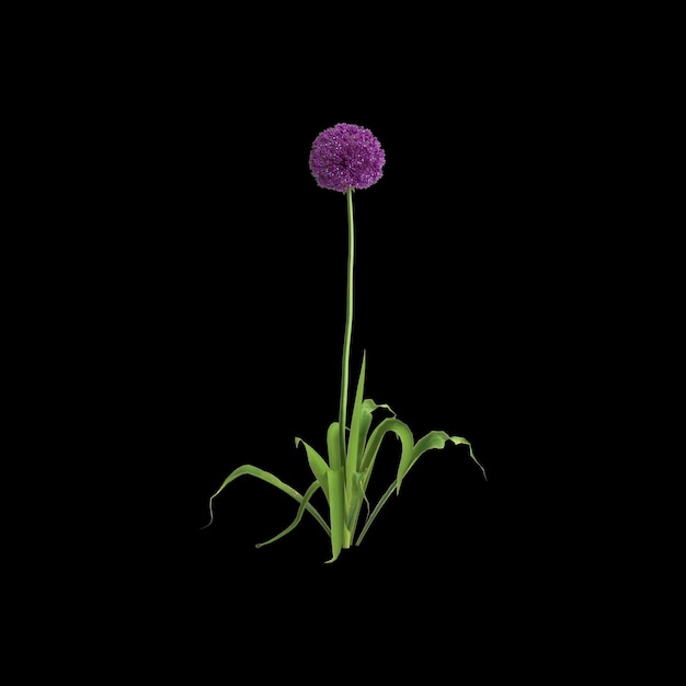 Фото 3d иллюстрация куста allium hollandicum на черном фоне