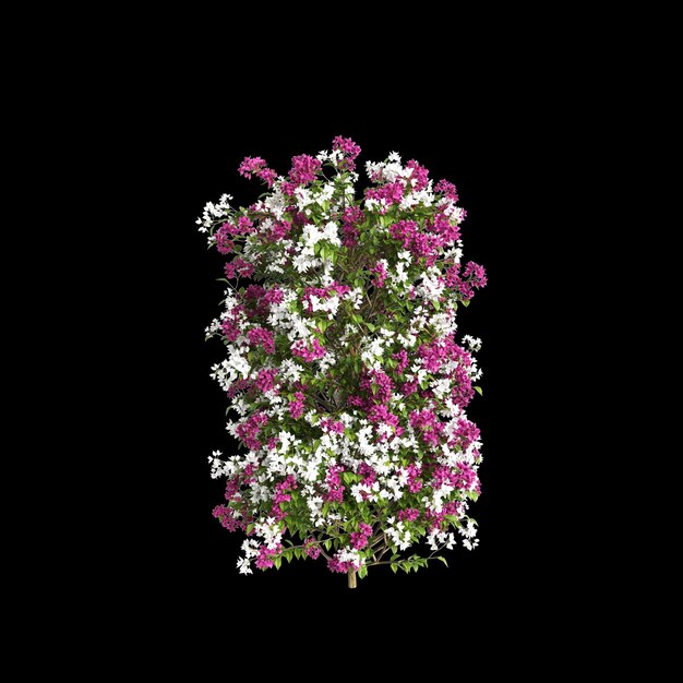 사진 검은색 배경의 관점에서 분리된 bougainvillea glabra 나무 선의 3d 일러스트레이션