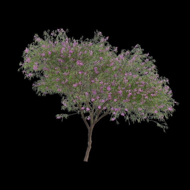 Фото 3d-иллюстрация дерева chilopsis linearis, изолированного на черном фоне