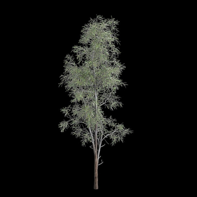 Фото 3d-иллюстрация дерева eucalyptus globulus, изолированного на черном фоне