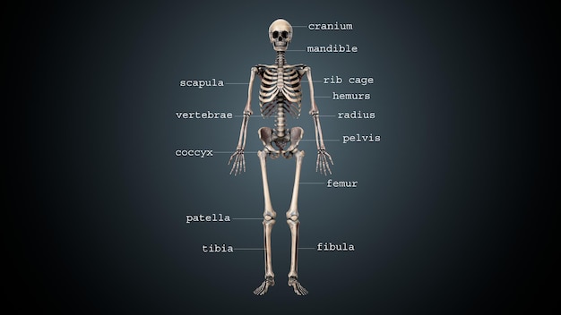 Фото 3d-иллюстрация анатомии скелета человеческого тела