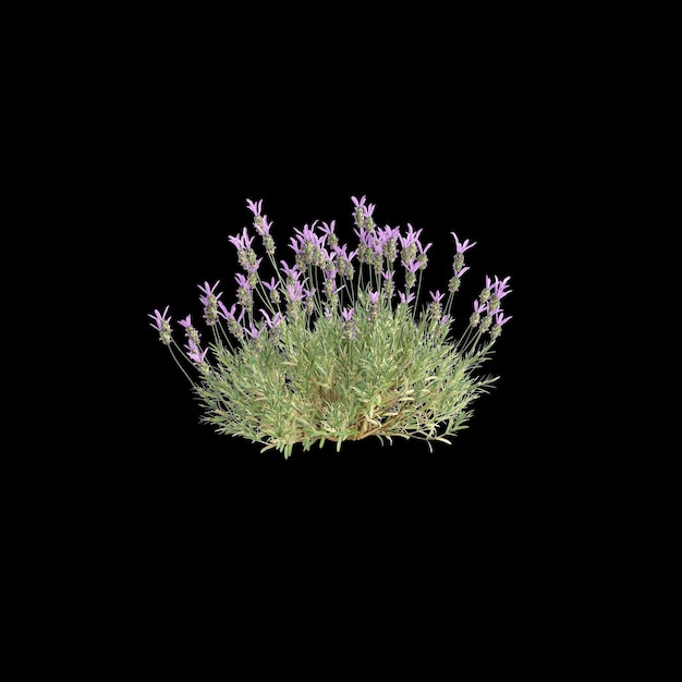 사진 lavandula stoechas 부시의 3d 일러스트레이션 고립 된 검은색 배경