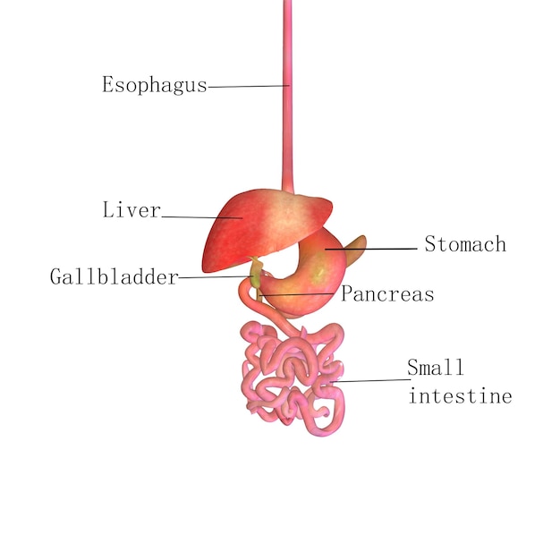 写真 男性の消化器系の3dイラスト 人間の解剖学