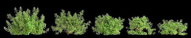 写真 コプロスマ・レペンス (coprosma repens) の3dイラストが黒い背景に描かれています