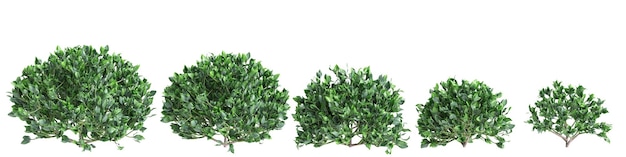 Фото 3d-иллюстрация набора кустарника crassula arborescens, изолированного на белом фоне