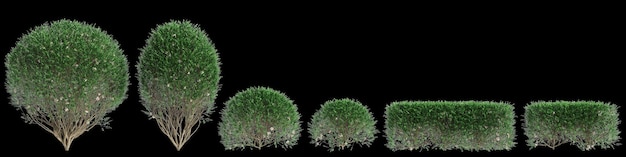 Фото 3d-иллюстрация набора кустарников murraya paniculata, изолированных на черном фоне