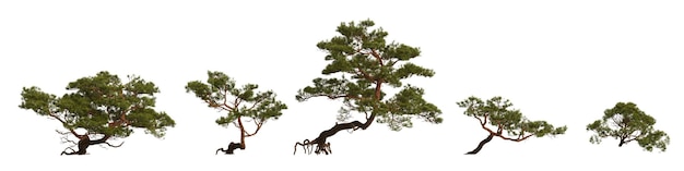 사진 흰색 배경에 고립 된 바위에 설정된 소나무의 3d 그림
