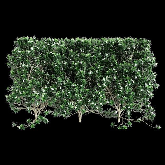 사진 흑색 바탕에 고립된 tabernaemontana divaricata 나무 선의 3d 일러스트레이션