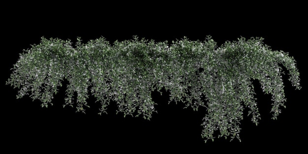 사진 검은 바탕에 고립되어 매달려 있는 trachelospermum jasminoides의 3d 그림