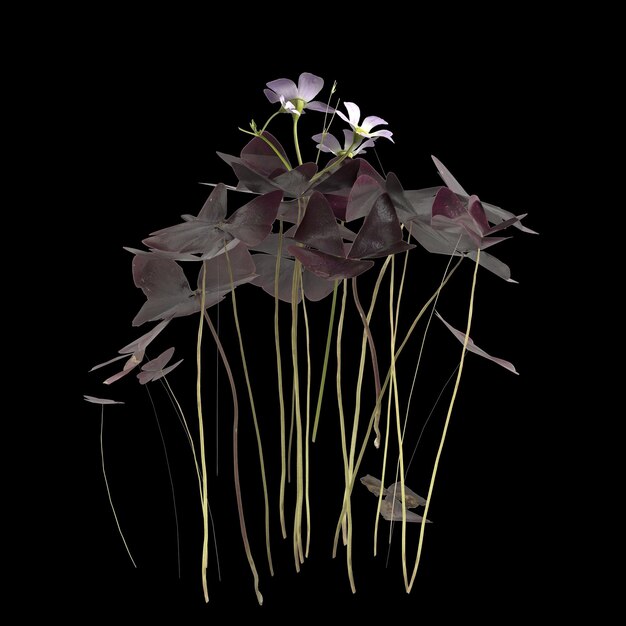 Photo 3d illustration of oxalis triangularis plant isolated on black background