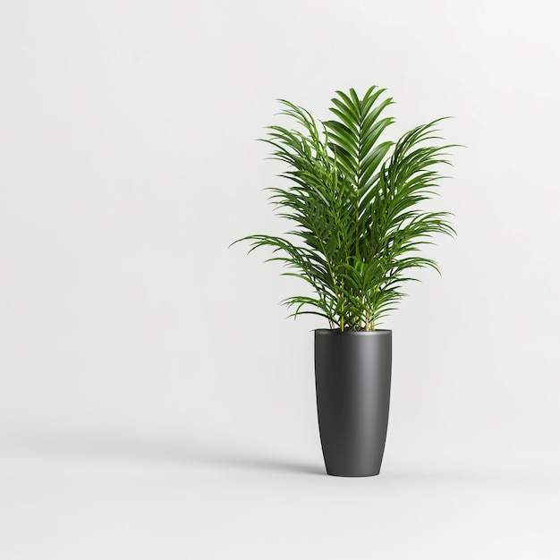 Photo 3d illustration of palm in black potted isolated on white background