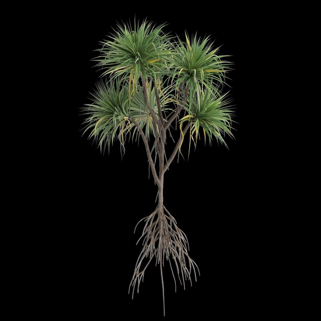 Photo 3d illustration of pandanus amaryllifolius tree isolated on black background