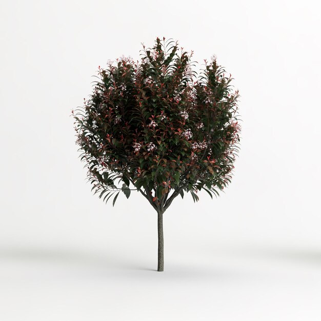 Photo 3d illustration of photinia x fraseri red robin tree isolated on white background