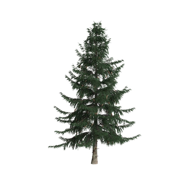 Photo 3d illustration of picea abies tree isolated on white background