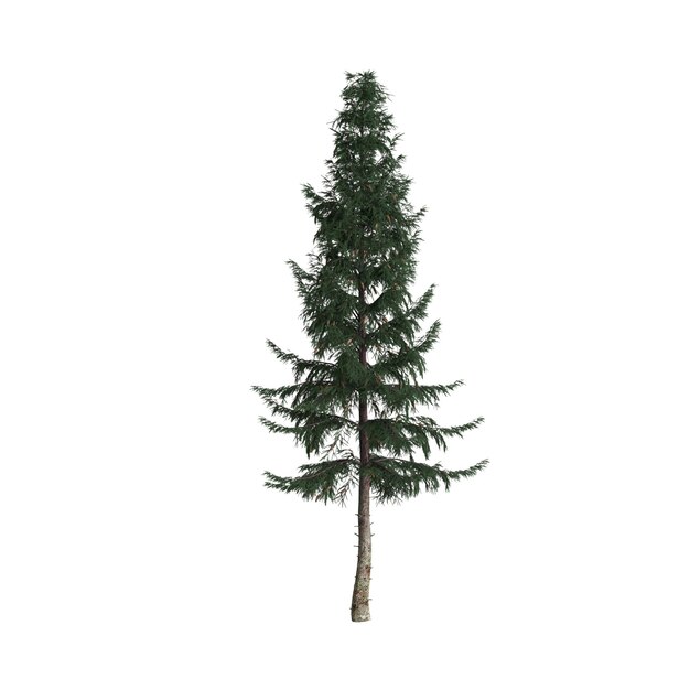 Photo 3d illustration of picea abies tree isolated on white background