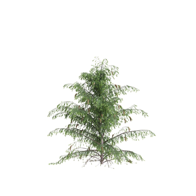 Photo 3d illustration of picea breweriana tree isolated on white background