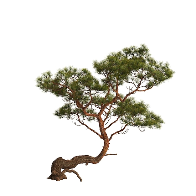 白い背景で隔離の岩の上の松の木の 3 d イラストレーション