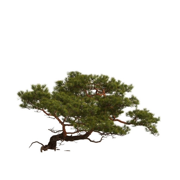 3d illustration of pine tree on rock isolated on white background