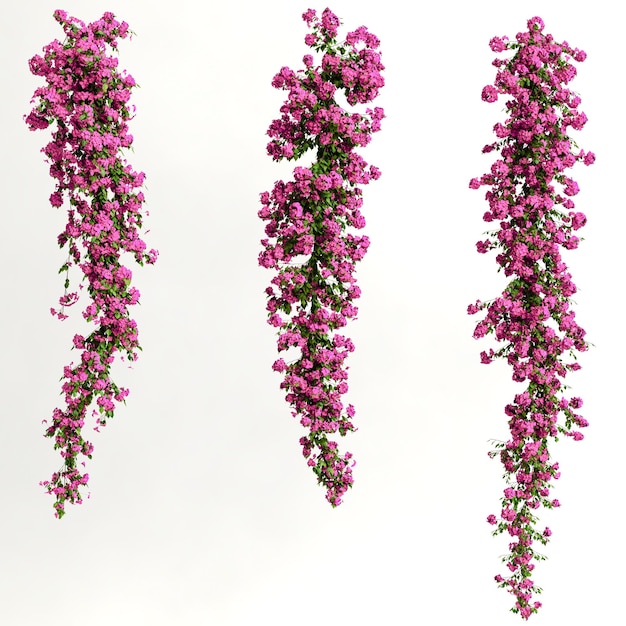 3d illustration of pink bougainvillea spectabilis branch flower isolated on white background