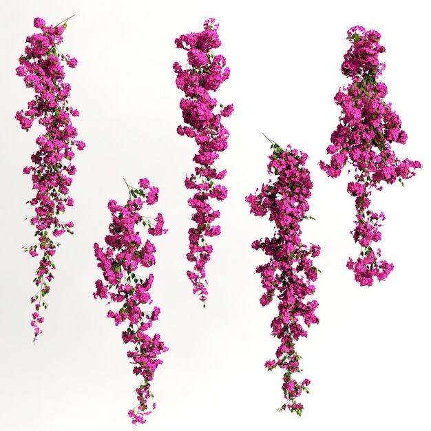 3d illustration of pink bougainvillea spectabilis branch flower isolated on white background