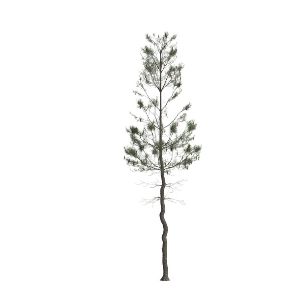 3d illustration of pinus strobus tree isolated on white background