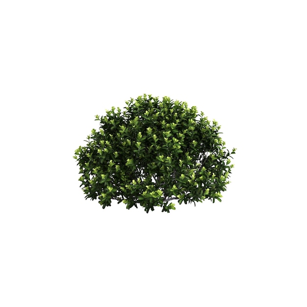 Photo 3d illustration of pittosporum bush isolated on white background