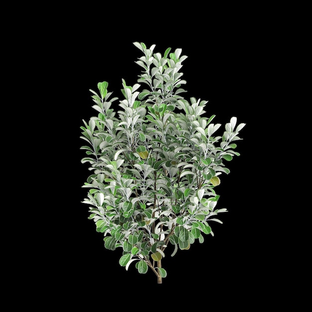 Photo 3d illustration of pittosporum crassifolium tree isolated on black background