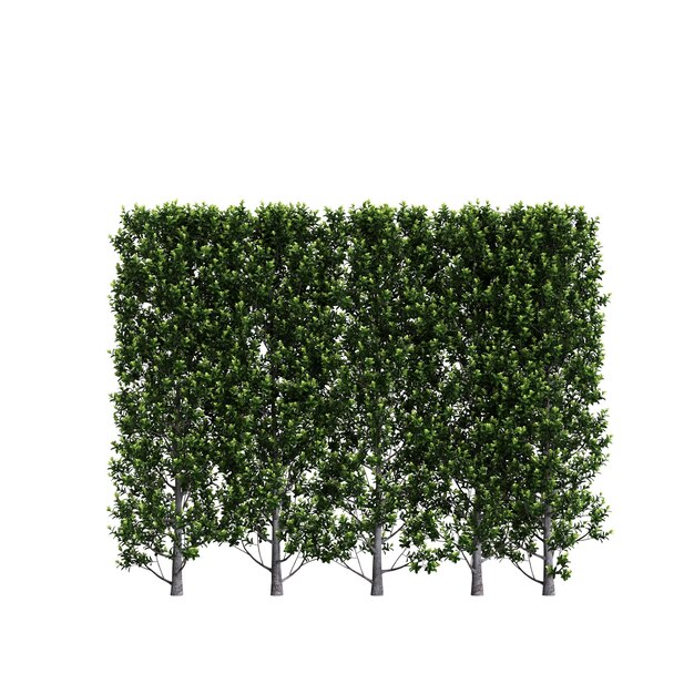 3d illustration of pittosporum green pillar bush isolated on white background