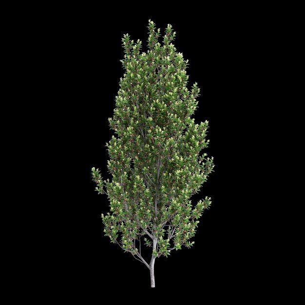 Photo 3d illustration of pittosporum tenuifolium tree isolated on black background