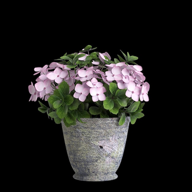 3d illustration of potted plant in interior space isolated on black background