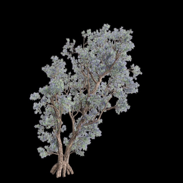 Photo 3d illustration of psorothamnus spinosus tree isolated on black background