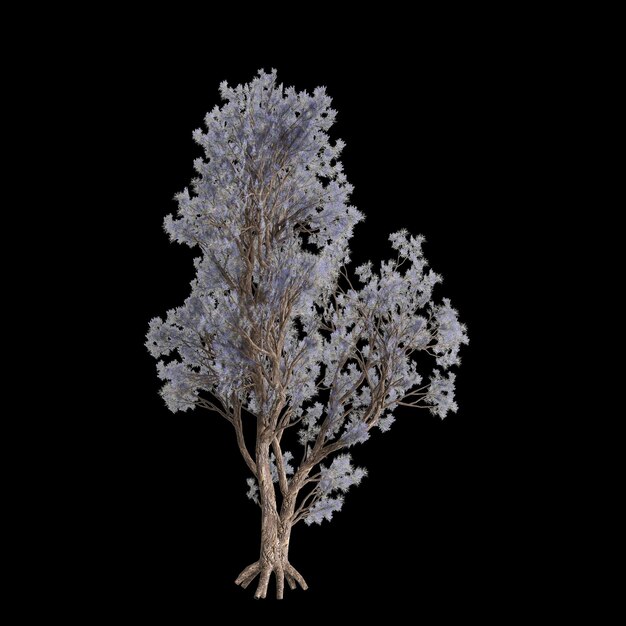 Photo 3d illustration of psorothamnus spinosus tree isolated on black background