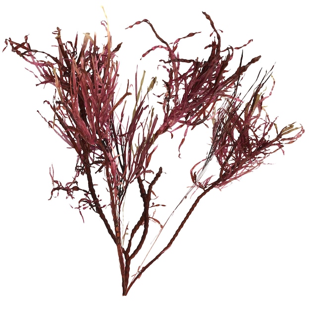 3d иллюстрация красной водоросли грациларии, выделенной на белом фоне океанских существ