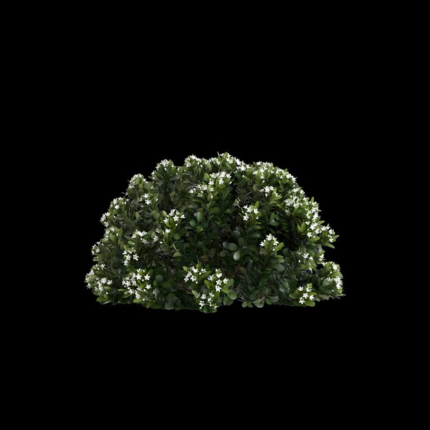 3d illustration of Rhaphiolepis bush white flowering isolated on black background