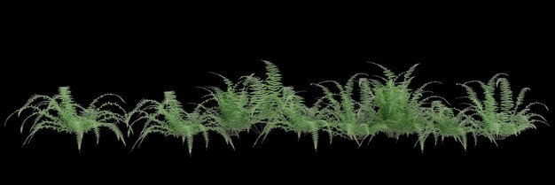 3d illustration of row of ferns