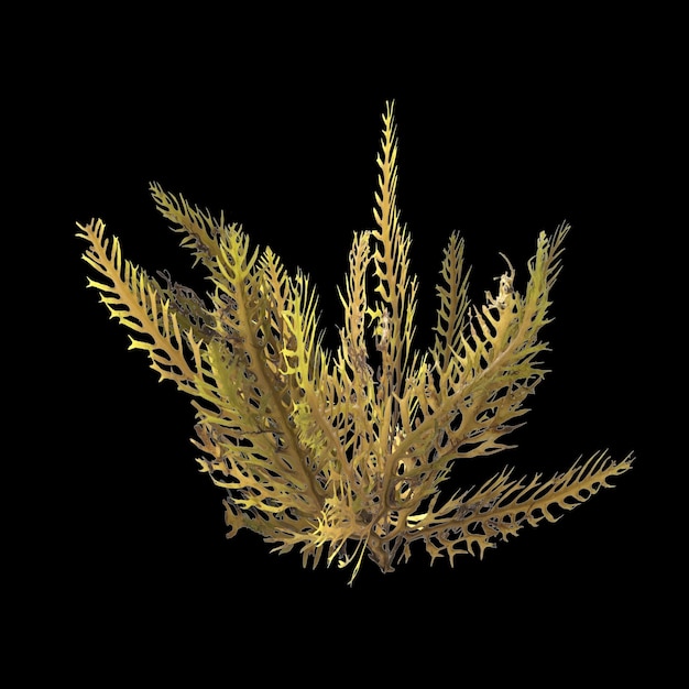 검은 배경에 고립 된 sargassum 해초의 3d 일러스트